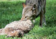 Der Wolf war verantwortlich für zwei Riss-Ereignisse auf dem Deich der Elbinsel Hahnöfersand in den Monaten März und April des Jahres 2024, bei denen mehrere Schafe getötet wurden.