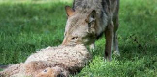 Der Wolf war verantwortlich für zwei Riss-Ereignisse auf dem Deich der Elbinsel Hahnöfersand in den Monaten März und April des Jahres 2024, bei denen mehrere Schafe getötet wurden.