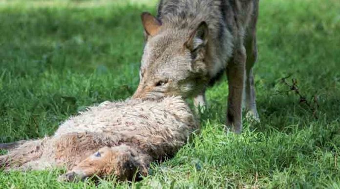 Der Wolf war verantwortlich für zwei Riss-Ereignisse auf dem Deich der Elbinsel Hahnöfersand in den Monaten März und April des Jahres 2024, bei denen mehrere Schafe getötet wurden.