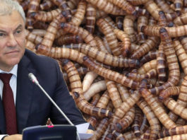 Der russische Parlamentspräsident Wjatscheslaw Wolodin hat das neue EU-Gesetz kritisiert, das die Verwendung von Insektenmehl in Lebensmitteln erlaubt.