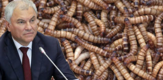 Der russische Parlamentspräsident Wjatscheslaw Wolodin hat das neue EU-Gesetz kritisiert, das die Verwendung von Insektenmehl in Lebensmitteln erlaubt.