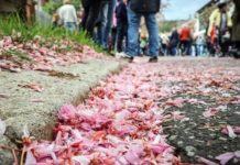 Weil die Kosten für die Terrorsicherung zu hoch sind, wurde die dritte Auflage des Hanami-Kirschblütenfests im Südviertel in Marburg abgesagt.