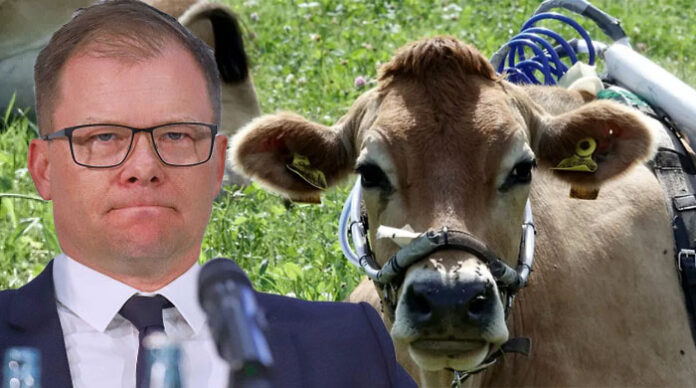 Unter Druck: Umweltminister Carsten Schneider (50, SPD) und die Kuh Elsa.